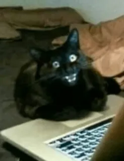 💻 gato, gato preto, laptop, animal, engraçado, meme, animal de estimação whatsapp sticker