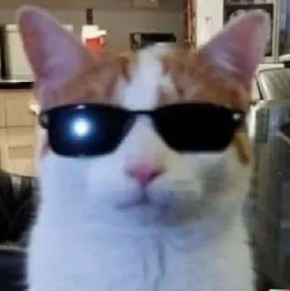 😎 Katze, Sonnenbrille, Coole Katze, Haustier, Tier telegram sticker