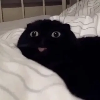 😂 gatto, gatto nero, animale, animale domestico, carino, divertente telegram sticker