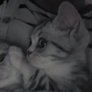 💗 kitten, kat, huisdier, dier, schattig, huiselijk, katachtig telegram sticker