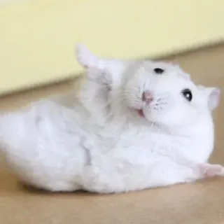 😮‍💨 hamster, animal, animal de compagnie, mignon, rongeur, blanc telegram sticker
