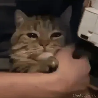 🥺 gatto, animale domestico, animale, gatto domestico, felino telegram sticker