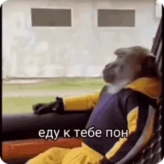 🌟 еду к тебе пон scimmia, viaggio, animale, meme, auto, finestra whatsapp sticker