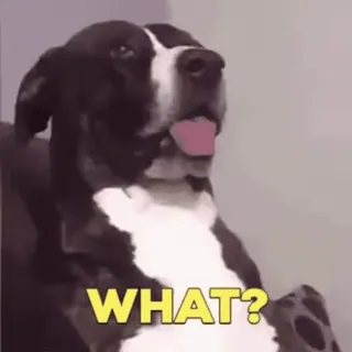 🤨 WHAT? perro, pregunta, confundido, animal, mascota telegram sticker