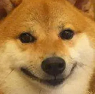 🐶 doge, chien, mème, shiba inu, drôle, animal de compagnie telegram sticker