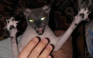 😾 cat, sphynx, scary, animal, domestic animal, cat face, hairless cat telegram sticker