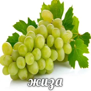 🍇 жиза 포도, 과일, 음식, 청포도, 농업, 포도밭 telegram sticker