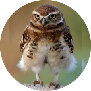 🦉 coruja, pássaro, animal, vida selvagem, natureza, coruja-buraqueira telegram sticker
