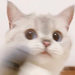 😐 cat, animal, pet, cute, kitten, eyes, domestic whatsapp sticker
