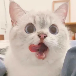 🐱 cat, licking, animal, pet, cute, funny, domestic cat, mammal telegram sticker