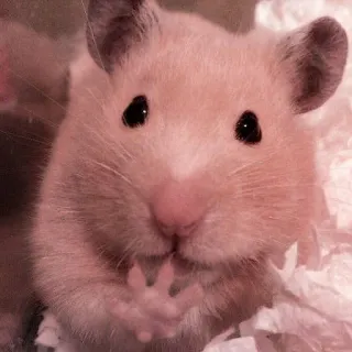 🤏 hamster, cute, pet, animal, rodent telegram sticker