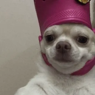 🐩 chihuahua, dog, crown, animal, cute, pet, meme telegram sticker