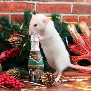 🐭 Советское Шампанское chuột, rượu sâm panh, rượu, lễ kỷ niệm, năm mới, Xô Viết telegram sticker