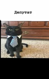 🤩 Депутат kucing, dasi, politisi, anggota dewan, hewan, kantor telegram sticker