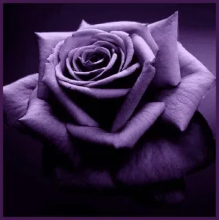 🥀 rose, fleur, violet, floral, plante, nature, floraison whatsapp sticker
