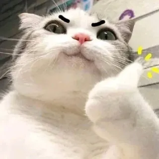 👍 gato, pulgar arriba, animal, mascota, meme, positivo, gracioso telegram sticker
