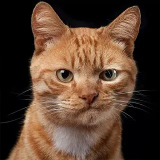 🐱 gatto, animale domestico, animale, ritratto, rosso, felino telegram sticker