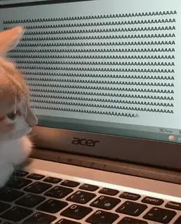 😼 AAAAAAAAAAAAAAAAAAAAAAAAAAAAAAAAAAAAAAAAAAAAAAAAAAAAAAAAAAAAAAAAAAAAAAAAAAAAAAAAAAAAAAAAAAAAAAAAAAAAAAAAAAAAAAAAAAAAAAAAAAAAAAAAAAAAAAAAAAAAAAAAAAAAAAAAAAAAAAAAAAAAAAAAAAAAAAAAAAAAAAAAAAAAAAAAAAAAAAAAAAAAAAAAAAAAAAAAAAAAAAAAAAAAAAAAAAAAAAAAAAAAAAAAAAAAAAAAAAAAAAAAAAAAAAA chat, dactylographie, ordinateur, portable, animal, clavier whatsapp sticker