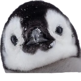 😠 chim cánh cụt, chim cánh cụt con, dễ thương, động vật, chim telegram sticker