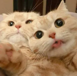 😺 gato, gatos, gatinho, animal de estimação, animal, fofo whatsapp sticker