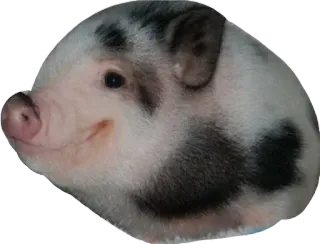 🐖 pig, animal, cute, pet, farm animal, mammal, portrait telegram sticker