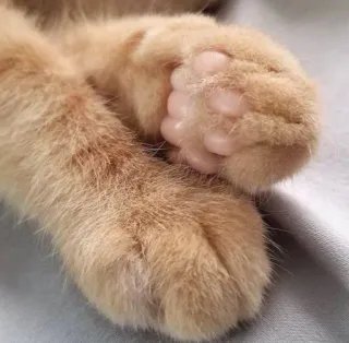 😍 cat, paws, animal, pet, domestic animal, toe beans telegram sticker