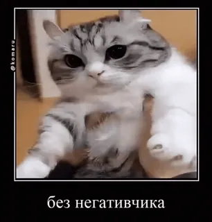 ☺️ без негативчика mèo, meme, dễ thương, thú cưng, động vật telegram sticker
