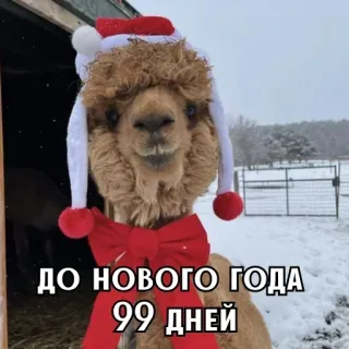 🎄 ДО НОВОГО ГОДА 99 ДНЕЙ lama, alpaga, bonnet de Noël, Noël, Nouvel An, neige, hiver whatsapp sticker