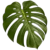 tropical @orderemoji telegram emojis 🥥