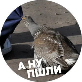 🐓 Птицы-хуицы @lennysticker whatsapp stickers