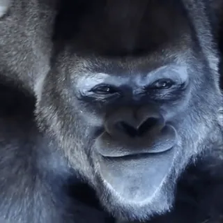 🌟 Harambe telegram sticker