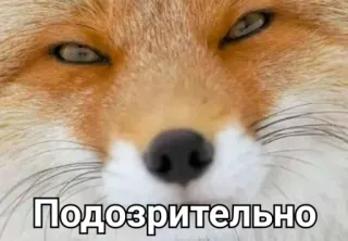 🕵️ Подозрительно raposa, suspeito, animal, meme telegram sticker