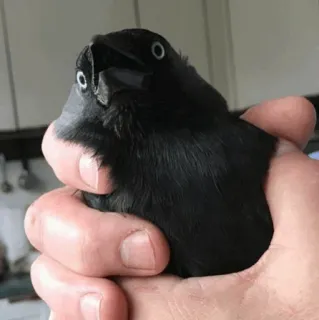 🧈 oiseau, corbeau, animal, main, animal de compagnie telegram sticker