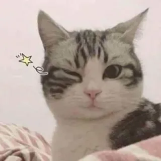😉 gatto, occhiolino, carino, animale, animale domestico, kawaii telegram sticker
