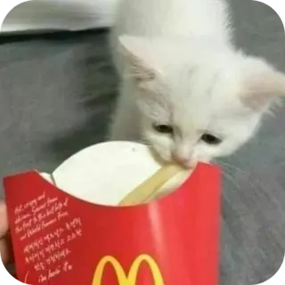 🐱 and Delicious. Discover Some of the Best & The Best lists of World Famous French Fries. 세계적인 베스트 & 벤스트리스트를 만나보세요 맛있습니다 감사합니다. 고양이, 새끼 고양이, 감자 튀김, 패스트푸드, 맥도날드, 음식, 귀여운, 동물 telegram sticker