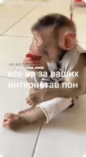 🌟 все из за ваших интернетов пон mono, simio, lindo, meme, ruso telegram sticker