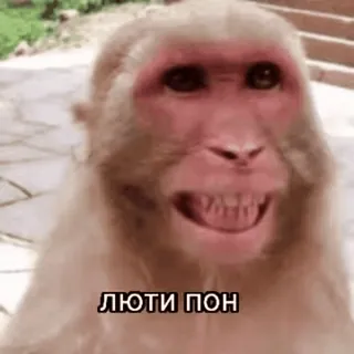 поны one(1) by @p1s34kaqq3wh1sp3r telegram stickers