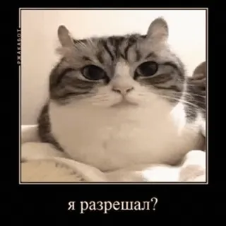 🐱 Я разрешал? gatto, meme, divertente, animale, russo, animale domestico, gatto domestico telegram sticker