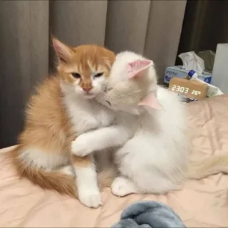 👄 고양이, 새끼 고양이, 귀여운, 동물, 애완 동물, 졸린 telegram sticker
