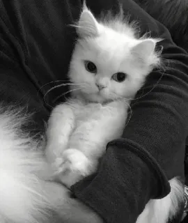 🖇 cat, white cat, persian cat, pet, animal, fluffy, cute, domestic animal telegram sticker