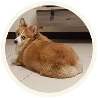 😐 собака, корги, животное, питомец, милый whatsapp sticker