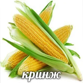 😐 кринж 옥수수, 채소, 음식, 러시아, 오글, 농업, 수확, 노란색 telegram sticker