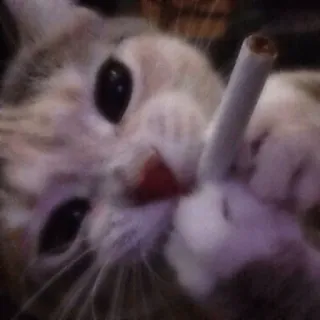 🚬 Katze, Zigarette, Rauchen, Tier, Humor telegram sticker