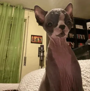 🧈 chat, sphynx, animal de compagnie, animal telegram sticker