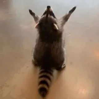 😵 Waschbär, Tier, Wildtier, süß, lustig, Pose telegram sticker