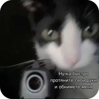 🐱 Ну-ка быстро протяните свои руки и обнимите меня whatsapp sticker