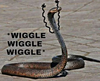 😆 * WIGGLE WIGGLE WIGGLE * schlange, wackeln, reptil, tier, kobra whatsapp sticker