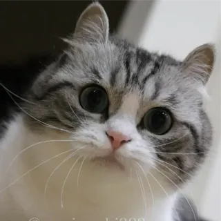 🥺 cat, animal, cute, pet, feline whatsapp sticker