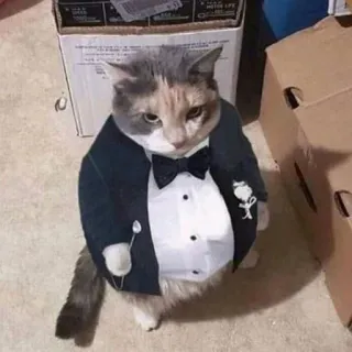 😎 chat, smoking, animal de compagnie, tenue de soirée, animal, mignon, drôle telegram sticker