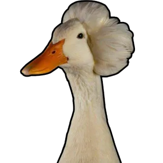 🦆 утка, белый, птица, животное, перья telegram sticker